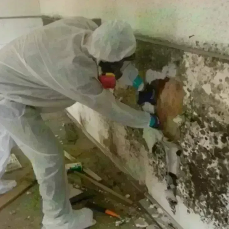 Mold Remediation and Removal in El Valle de Arroyo Seco, NM